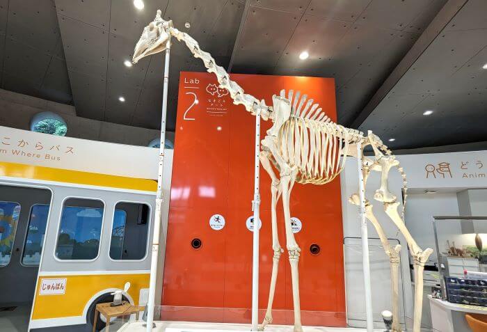 福岡市動物園のズーラボにいるマサイキリンのタカオくんの骨格標本の画像